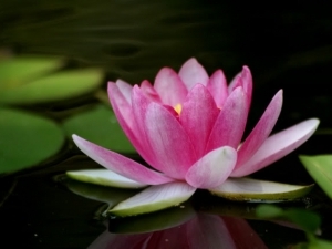 http://www.discovery-vn.com/upload/news/oanhnt/2010/04/hoasen2_crop.jpg