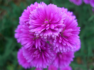 (1)dalat2_jpg.jpg