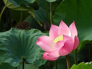 http://d.violet.vn/uploads/resources/160/thumbnails2/0.HoaSen.jpg.jpg